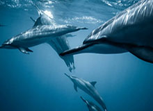 15岁孙心然夺得橘子碗U18女单冠军 创中国网球历史